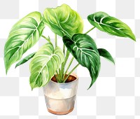 PNG Houseplant leaf creativity freshness. 