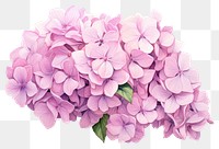 PNG Hydrangea bouquet flower petal lilac. 