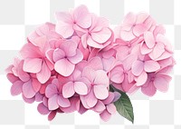 PNG Hydrangea bouquet blossom flower petal