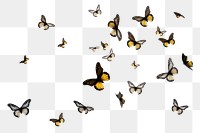 PNG Butterflies flying animal insect