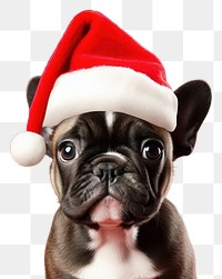 PNG Dog christmas bulldog mammal. AI generated Image by rawpixel.