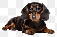 PNG Dachshund Dog dog dachshund animal. 