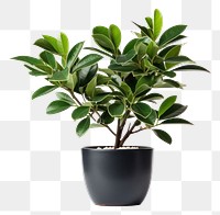 PNG Potted plant bonsai leaf tree. 