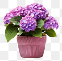 PNG Flower hydrangea plant white background. AI generated Image by rawpixel.