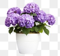 PNG Flower hydrangea plant lilac. 