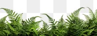 PNG Green tree ferns border backgrounds plant green. AI generated Image by rawpixel.