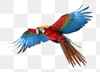 PNG Macaw flying parrot animal bird. AI generated Image by rawpixel.