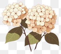 PNG Hydrangea hydrangea flower plant. 