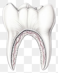 PNG Teeth line drawing sketch white background illustrated. AI generated Image by rawpixel.
