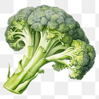 PNG Watercolor broccoli vegetable plant food. 