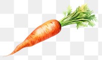 PNG Watercolor carrot vegetable plant food. 