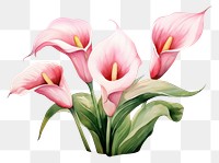 PNG Flower petal plant lily. AI generated Image by rawpixel.