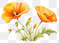 PNG California Poppy poppy flower plant. AI generated Image by rawpixel.