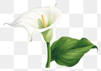 PNG Calla lily flower plant white. AI generated Image by rawpixel.