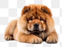 PNG Chow chow mammal animal dog. 