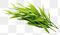 PNG Green tea plant grass herbs. 