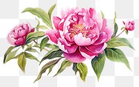 PNG Peony watercolor blossom flower plant