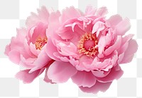 PNG Peony blossom flower plant. 