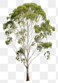 PNG Eucalyptus tree outdoors nature forest. 