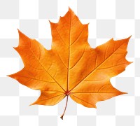 PNG Fall leave leaves maple plant. AI generated Image by rawpixel.