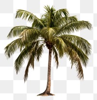 PNG Palm tree plant white background tranquility. AI generated Image by rawpixel.