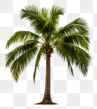 PNG Palm tree plant white background tranquility. AI generated Image by rawpixel.