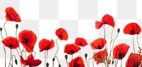 PNG Poppy bush backgrounds flower plant