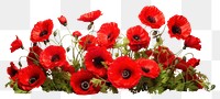 PNG Poppy bush flower plant white background. AI generated Image by rawpixel.