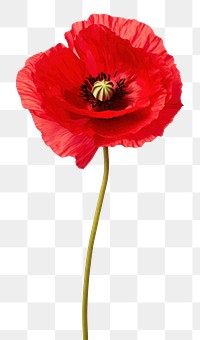 PNG Poppy flower plant inflorescence