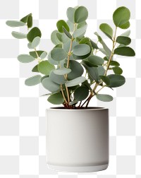 PNG Eucalyptus plant vase leaf 