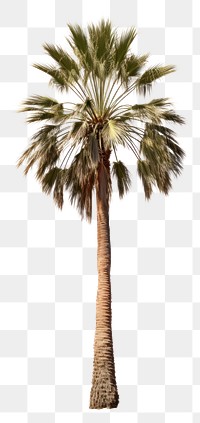 PNG Washingtonia palm tree plant tranquility. 