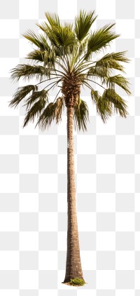 PNG Washingtonia palm tree plant tranquility