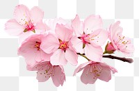 PNG Sakura flower blossom plant white. 