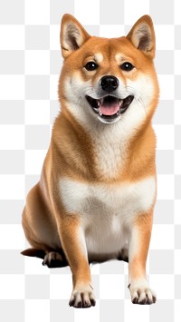 PNG Shiba dog mammal animal pet. 