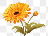 PNG Calendula flower calendula sunflower. 