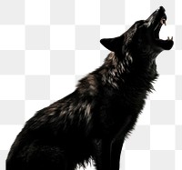 PNG A black wolf howling mammal animal pet. AI generated Image by rawpixel.