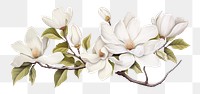 PNG Magnolia blossom flower plant