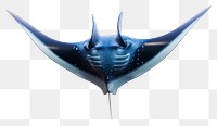 PNG Manta ray animal shark white background. 