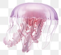PNG Mauve stinger jellyfish animal invertebrate zooplankton