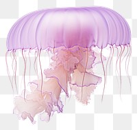 PNG Mauve stinger jellyfish white background invertebrate transparent. AI generated Image by rawpixel.