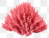 PNG Organ pipe coral nature plant  