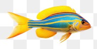 PNG Cleaner wrasse animal fish white background. AI generated Image by rawpixel.