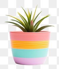 PNG Plant pot vase bromeliaceae. 