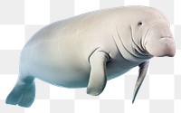 PNG Dugong animal mammal fish. 