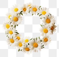 PNG Daisy flower wreath plant white  