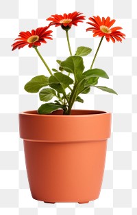 PNG Flower pot plant inflorescence. 