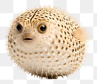 PNG Pufferfish animal white background erinaceidae. AI generated Image by rawpixel.