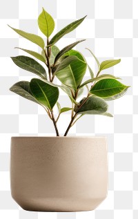 PNG Plant pot leaf vase  