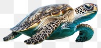 PNG Sea turtle reptile animal wildlife. 