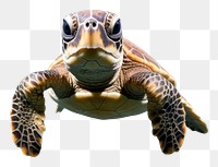 PNG Turtle swimming reptile animal. AI generated Image by rawpixel.